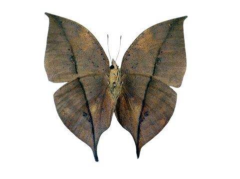 Kalima inachus butterfly displays its striking leaf-like wings, emphasizing its natural camouflage. Captured in a serene environment, this specimen highlights nature's artistry and intricate designs.