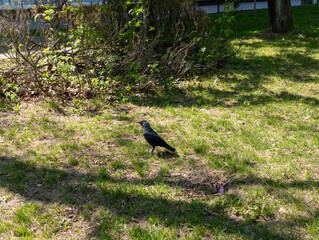 A black bird standing on top of a lush green field