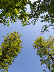 A group of trees that are looking up at the sky