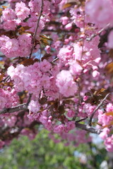 pink cherry blossom in spring