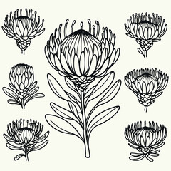 Hand drawn artichokes Botanical drawing. Simple line art thistle, stems illustration. Black and White wild flowers. Protea plants. Set of teasel outline doodle floral sketch. Leaves Silybum marianum