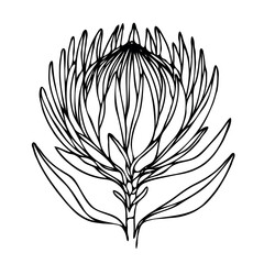 Hand drawn artichokes Botanical drawing. Simple line art thistle, stems illustration. Black and White wild flowers. Protea plants. Set of teasel outline doodle floral sketch. Leaves Silybum marianum