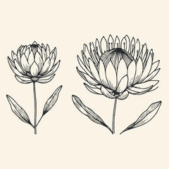 Hand drawn artichokes Botanical drawing. Simple line art thistle, stems illustration. Black and White wild flowers. Protea plants. Set of teasel outline doodle floral sketch. Leaves Silybum marianum