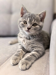 Charming Kitten Relaxing on a Comfortable Sofa. Made on smartphone.