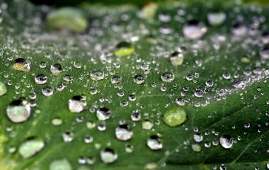 Regentropfen auf einem Blatt