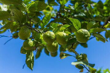 Citrus fruits growing on tree against bright blue sky, great for Mediterranean travel campaigns,...