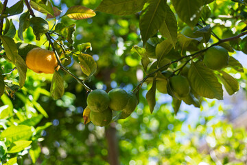 Fresh green citrus fruits on tree, great for farm-to-table marketing, natural product packaging, and eco-friendly lifestyle blogs.