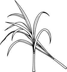 Simple Line Drawing Of A Sugarcane Plant With Long Leaves