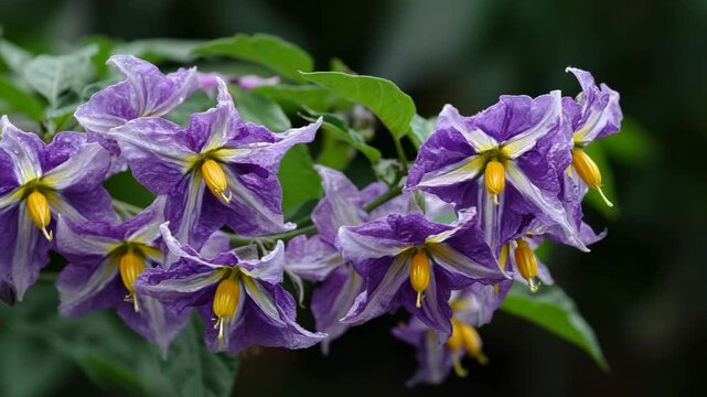Close-up of purple and white bittersweet nightshade flowers with yellow stamens, and dark green leaves