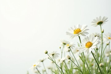Delicate white wildflowers against a pure white background , texture, pure