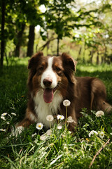 A brown and white Australian Shepherd dog lies in green grass surrounded by daisies and dandelions, enjoying a sunny day in the forest. Aussie red tricolor. Happy pet in summer park.