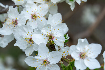 Obraz premium Cherry blossom flowers in full bloom during spring season