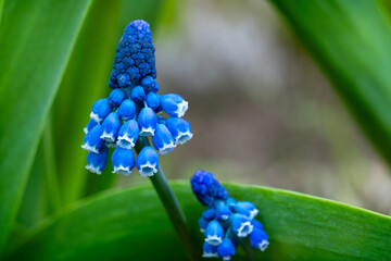 Blue flowers bloom in spring garden among vibrant green leaves