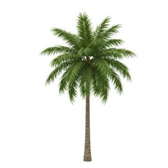 Single Green Palm Tree on White Background