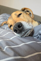 Dog sleeps in funny position. Defocused background. Mongrel is resting, sleeping on couch. Doggy napping in bed on a striped blanket in living room. Cozy pet sleep. Dog lifestyle
