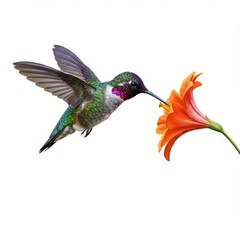 Obraz premium Hummingbird Feeding on Orange Flower, White Background