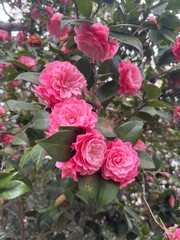 Pink Camellias in springtime