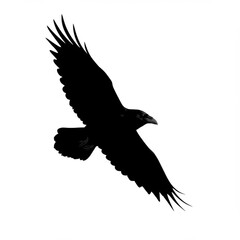 Obraz premium Black Crow in Flight Silhouette Against White Background