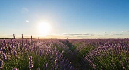 Naklejka premium Sunlit Lavender Field at Sunset - Serene summer landscape, lavender blooms bathed in golden sunlight, representing tranquility, nature's beauty, serenity, renewal, and growth