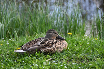 wild duck on green grass near the river close up