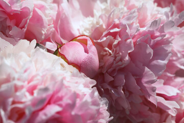 Pink peonies in the morning dew in the garden, selective focus, blur