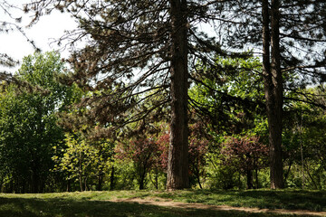 Fototapeta premium A peaceful forest scene with tall pine trees casting shadows on the grass, surrounded by lush greenery and colorful foliage under a bright spring sky. Zvezdara district in Belgrade, Serbia country.