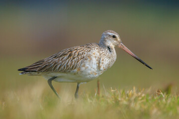 Bar-tailed Godwit, Limosa lapponica, foraging in a green meadow