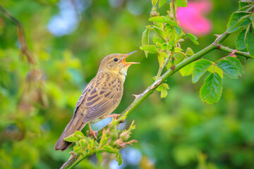 Singing Common Grasshopper warbler bird Locustella naevia in search for a mate during spring season