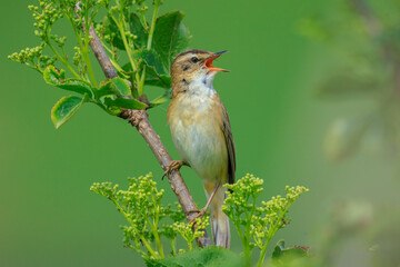Sedge Warbler, Acrocephalus schoenobaenus, singing