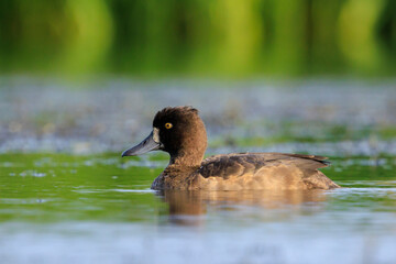 Tufted duck, Aythya fuligula, female swimming