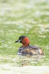 little grebe, Tachybaptus ruficollis, swimming