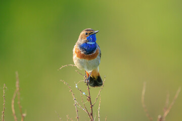 Closeup of a blue-throat male bird Luscinia svecica cyanecula singing