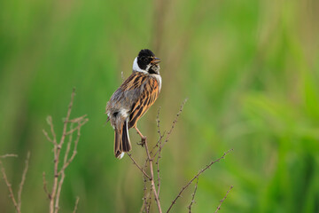 Singing common reed bunting, Emberiza schoeniclus, bird in the reeds on a windy day