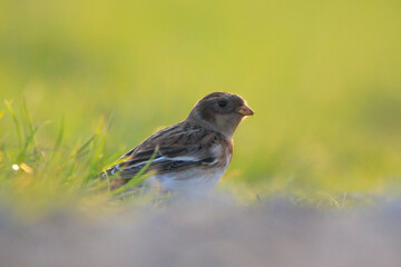 snow bunting female bird, Plectrophenax nivalis, foraging in grass