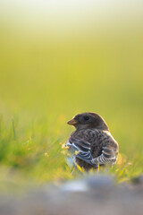 snow bunting female bird, Plectrophenax nivalis, foraging in grass