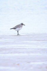Black-bellied plover or grey plover, pluvialis squatarola, bird foraging and perched