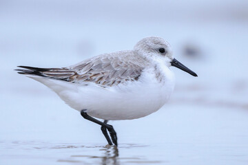 Sanderling, calidris alba, sandpiper bird foraging on a beach