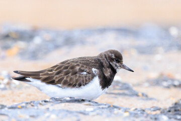 Closeup of a Rubby turnstone Arenaria interpres wading bird foraging between rocks at the sea coast