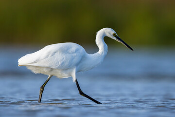 Little Egret, Egretta garzetta, fishing foraging hunting