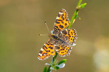 The map butterfly, araschnia levana, close-up portrait