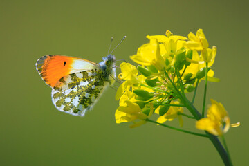 Anthocharis cardamines Orange tip male butterfly feeding on rapeseed flowers © Sander Meertins