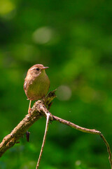 Eurasian Wren bird, Troglodytes troglodytes, display, singing and mating during Springtime