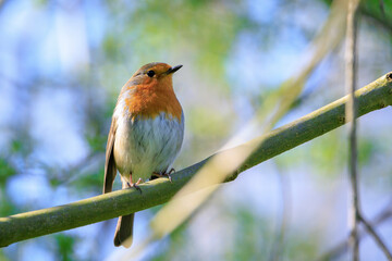 European robin bird Erithacus rubecula singing