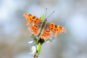 Comma butterfly Polygonia c-album feeding nectaron white flowers