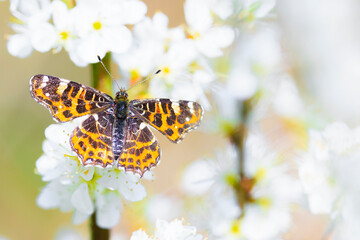 The Map butterfly, Araschnia levana, Springtime brood