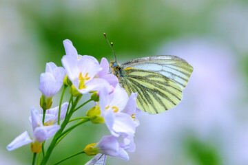 Green-veined white butterfly, Pieris napi,  feeding on cuckooflowers