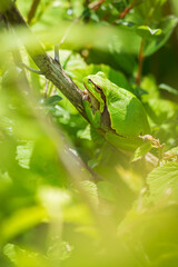 Closeup of a small European tree frog (Hyla arborea or Rana arborea) heating up in the sun.