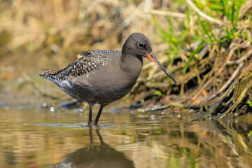 Spotted redshank, tringa erythropus, foraging in shallow water
