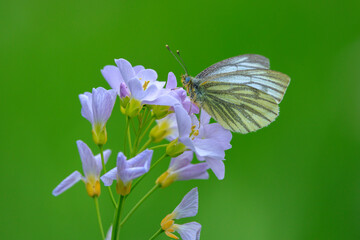Green-veined white butterfly, Pieris napi,  feeding on cuckooflowers