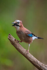 Eurasian jay, Garrulus glandarius, bird close-up